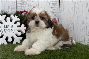 Cameron - puppy for sale