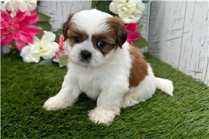 Mela - puppy for sale