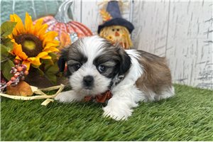 Kaleb - Shih Tzu for sale
