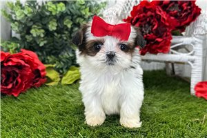 Leilani - Shih Tzu for sale