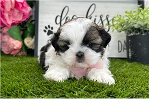 Elijah - Shih Tzu for sale