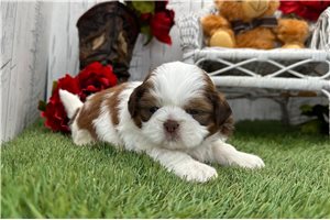 Renee - puppy for sale