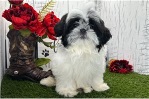 Gianna - puppy for sale