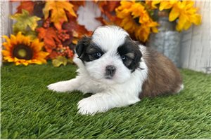 Viola - puppy for sale