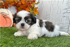 Tracy - Shih Tzu for sale
