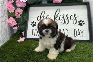 Chewbacca - Shih Tzu for sale