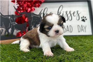 Evelyn - puppy for sale