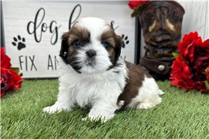 Meeko - Shih Tzu for sale