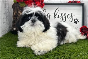 Flossy - puppy for sale