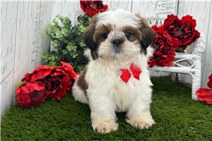 Griffin - Shih Tzu for sale