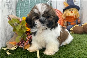 Weston - Shih Tzu for sale