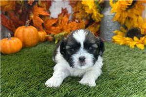 Wendell - puppy for sale