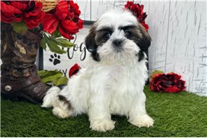 Samara - Shih Tzu for sale