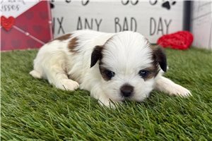 Stevie - puppy for sale