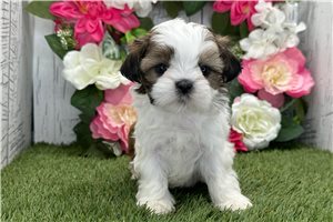 Lyric - Shih Tzu for sale