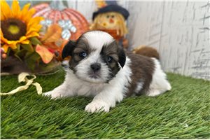 Sherlock - Shih Tzu for sale