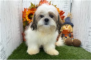 Ryan - Shih Tzu for sale