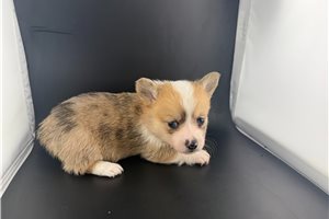 Hudson - puppy for sale