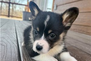 Hannah - Corgi, Pembroke Welsh for sale