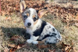 Lexi - puppy for sale