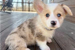 Henry - Corgi, Pembroke Welsh for sale
