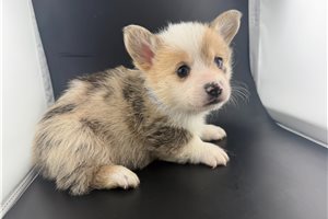 Henry - puppy for sale
