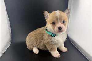 Hazel - puppy for sale