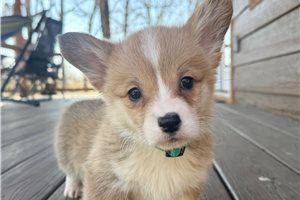 Hazel - Corgi, Pembroke Welsh for sale