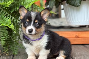 Will | Puppies For Sale at Pawrade