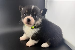 Hannah - Pembroke Welsh Corgi for sale