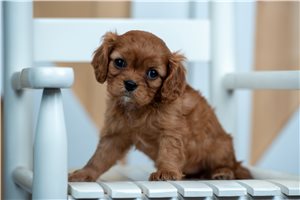 Emily - Cavalier King Charles Spaniel for sale