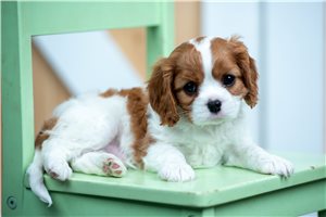 Ethan - Cavalier King Charles Spaniel for sale