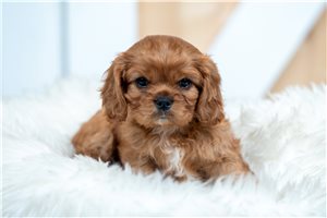 Esme - Cavalier King Charles Spaniel for sale