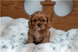 Esme - puppy for sale