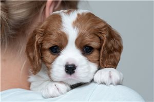 Ethan - puppy for sale