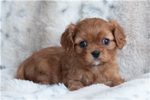 Emily - Cavalier King Charles Spaniel for sale