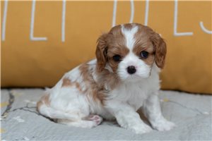 Ella - puppy for sale