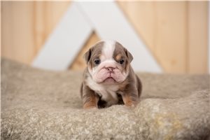 Morgan - English Bulldog for sale