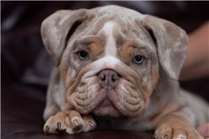 Marvin - English Bulldog for sale
