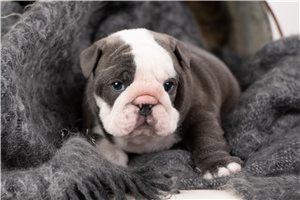 Murray - English Bulldog for sale