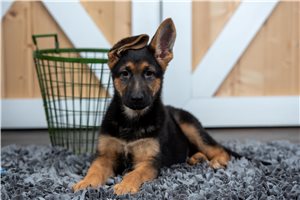 Callie - German Shepherd for sale