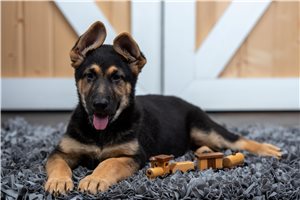 Jade - puppy for sale