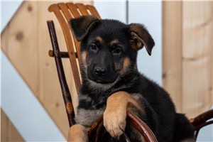 Penelope - puppy for sale