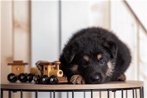 Oscar - German Shepherd for sale