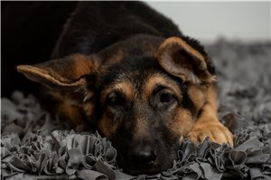 Josie - German Shepherd for sale