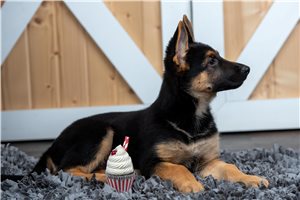 Chloe - puppy for sale