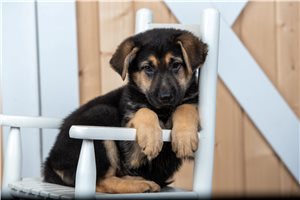 Cabaret - puppy for sale