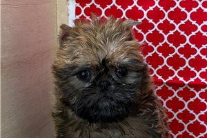 Humphrey - Brussels Griffon for sale