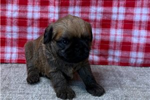 Humphrey - Brussels Griffon for sale