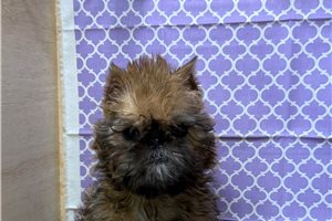 Harriet - Brussels Griffon for sale